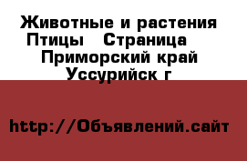 Животные и растения Птицы - Страница 2 . Приморский край,Уссурийск г.